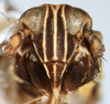 Head on Falcotoya crawfordi (Muir & Giffard, 1924): (Observation).