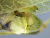 CollectionObject 1593126; 7ede5047-66e3-40bf-8ebf-40d5b8607aca: male terminalia, lateral view. (CollectionObject).