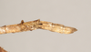 CollectionObject 1560444; NHMUK(SF IMPORT DUPLICATE) 844577, ad9baf68-982f-41ee-9e1a-5bb1f7de0cc5: copyright Natural History Museum, London. Ocnophila ornatissima female nymph: end of abdomen, lateral view (paralectotype). (CollectionObject).