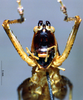 CollectionObject 1534680; e8d91d92-e722-4b8a-99b3-e652102463aa: male, frontal view (holotype). (CollectionObject).