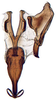 Connective: Glossocratus afzelii, connective, stylus and aedeagus, ventrally (INHS). (Observation).