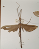 CollectionObject 1558798; f06fc7c1-fd2a-4ded-96ae-faf166c44fdb: copyright OUMNH. female of Necroscia gargantua (holotype). (CollectionObject).