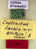 CollectionObject 1502112; 3a690a1a-60d7-4a72-82d0-01f35d3f9239: labels (allotype). (CollectionObject).
