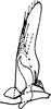 Subgenital plate: !! display not done !! on Diceratalebra interrogata (Knull, 1940): Subgenital plate, stylus & connective. (Observation).