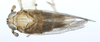 Habitus, dorsal view: !! display not done !! on Toya (Metadelphax) wetmorei (Muir & Giffard, 1924): (Observation).