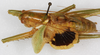 CollectionObject 1564244; 789c4fb8-6e49-4962-8feb-bf3190b5a429: male, dorsal view. (CollectionObject).