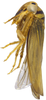Habitus, lateral view on Andanus raunoi (Zanol, 1993): male. (Observation).