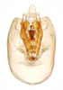 Pygofer, ventral view: !! display not done !! on Delphacodes recurvatus Beamer, 1948: (Observation).