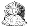 Fig. 210. female pronotum, dorsal view (length 9-10 mm). Depicts Dasyscelus dilatatus Brunner von Wattenwyl, 1895, an Otu.