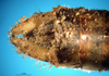 CollectionObject 1500382; 025e9185-10b5-41a8-be5d-6358d0e895cd, DORSA BTeumnigHTM: male cerci (holotype). (CollectionObject).