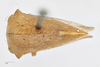 Habitus, dorsal view: !! display not done !! on Telamona extrema Ball, 1903: (Observation).