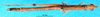 CollectionObject 1580308; 4d7d51a4-6de1-42f0-ac07-09c8f48c2d1c: female, dorsal view (paralectotype). (CollectionObject).