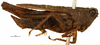 CollectionObject 1521847; OUM 744, 50760587-e65e-4af9-b391-484d0138d51d: male, lateral view (holotype). (CollectionObject).