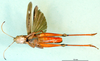 CollectionObject 1501484; 0926d850-15e8-4304-90a2-0d68fcd76c37, DORSA BA000622S01: male, ventral view (holotype). (CollectionObject).