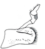 Pygofer, lateral view on Chinchinota styx Kramer, 1967: Male holotype [USNM]: pygofer and anal tube, lateral view. (Observation).