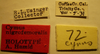 CollectionObject 1595373; 121fde31-a626-411f-a9b1-7a47e6942007: Cymus nigrofemoralis - Holotype Labels (NMNH) - (CC BY-NC 3.0) - Photo by Pablo M. Dellapé with permission from the National Museum of Natural History (NMNH), Smithsonian Institution, Washington, D.C. (CollectionObject).