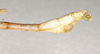 CollectionObject 1562807; 2a2b96e9-4775-4839-9b52-e96e0890c407: copyright ANIC. male: end of abdomen, lateral view (holotype). (CollectionObject).