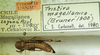 CollectionObject 1498696; ec7d2af6-3299-40ae-85ba-88e5a1f50736: female with labels, dorsal view. (CollectionObject).