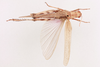 CollectionObject 2052372; 6b7bd0d1-5bad-4dc6-9c9c-84a670a7730e, NHMUK015982494: dorsal view (paratype of Dericorys lazurescens). (CollectionObject).