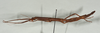 CollectionObject 1561472; f0bbf3ef-577e-47ff-9da4-6aad183923fe: copyright USNM, Washington. (CollectionObject).