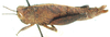 Eremidium obtusum Dirsh, 1956: female, lateral view. (Otu).