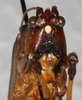 CollectionObject 1564281; 0ea3a610-1413-4230-96a9-e78539a76247: male, frontal view. (CollectionObject).