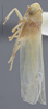 Habitus, lateral view on Edwardsiana ariste (McAtee, 1926): Lateral. Male. (Observation).