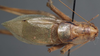 CollectionObject 1506514; 2b030b82-4b84-4c77-89f1-ae93e664e327: male, dorsal view. (CollectionObject).