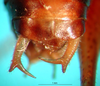 CollectionObject 1502480; ac5cb28f-0a4d-4df9-b5ce-51d0a0014c0e: male cerci (paratype). (CollectionObject).