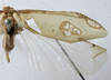 female wing (holotype) - http://coldb.mnhn.fr/catalognumber/mnhn/eo/ensif802. Depicts CollectionObject 1539799; 06d10633-24b9-4b22-95b2-13e7711f824e, a CollectionObject.