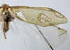 CollectionObject 1539799; 06d10633-24b9-4b22-95b2-13e7711f824e: female wing (holotype) - http://coldb.mnhn.fr/catalognumber/mnhn/eo/ensif802. (CollectionObject).