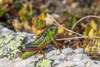 CollectionObject 1591644; e4e29af0-3c2d-4dc1-8532-dc01fc968e56: RO: Calimani Mountains, male. (CollectionObject).