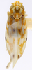 Habitus, dorsal view on Erythroneura vagabunda Knull, 1945: Habitus (holotype, OSU collection). (Observation).
