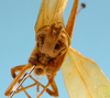 CollectionObject 1542968; f52c993f-62f9-48b3-8ff6-2b0cfae54358: male, apex of the abdomen posterior view (paratype). (CollectionObject).