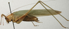 CollectionObject 1535156; 1f263a18-2ff4-49c8-bc9a-648efa7cbb01: male, lateral view (lectotype). (CollectionObject).
