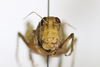 CollectionObject 1528635; 03645ccc-7e0d-4e74-bf05-951f0434f448: female, frontal view (holotype). (CollectionObject).