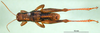 CollectionObject 1567331; 17f8f480-2c3d-498e-b2fd-8bf235724457: male, dorsal view (paratype). (CollectionObject).