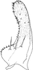 Subgenital plate, ventral view on Arboridia (Arboridia) agrillacea (Anufriev, 1969): (Observation).