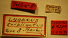 CollectionObject 1962949; NMNH 62532, b018da8f-4a49-4757-b27c-82341cd79094: Lygaeus tripligatus - Holotype Labels(NMNH) - (CC BY-NC 3.0) - Photo by Pablo M. Dellapé with permission from the National Museum of Natural History (NMNH), Smithsonian Institution, Washington, D.C. (CollectionObject).