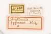 CollectionObject 1531181; c4fe1a50-abf2-4a3e-a328-c5d73e2fcd3f: female, labels (syntype). (CollectionObject).