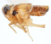 Habitus, lateral view: !! display not done !! on Delphacodes trimaculatus Beamer, 1948: (Observation).