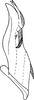 Aedeagus, lateral view on Falcitettix (Falcitettix) guttiger (Kusnezov, 1929): Aedeagus, lateral view. (Observation).