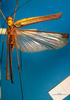CollectionObject 1502847; fc419500-ed9a-4951-8987-fea5524948cd, DORSA BTstedilS03: female, dorsal view (paralectotype). (CollectionObject).