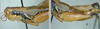 Melanoplus aridus (Scudder, 1878): female. (Otu).