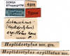 CollectionObject 1500431; 411694b6-da7e-438b-b7f9-2563eaca7455, DORSA BThopargHTM: labels (holotype). (CollectionObject).