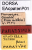 CollectionObject 1566285; 20a1b3d7-13f3-497f-9298-2269bee16270: labels (paratype). (CollectionObject).