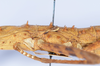 CollectionObject 1557231; afeebaae-379e-463d-bc14-7cc056aab3a8: copyright NHMB, Basel. female thorax, lateral view (syntype). (CollectionObject).;CollectionObject 1557232; 2b50f075-48ad-4d8a-b9c4-87f8fc2837f9: copyright NHMB, Basel. female thorax, lateral view (syntype). (CollectionObject).