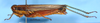 CollectionObject 1521303; 2bb3125b-2a1d-4c2f-8a79-1c7cd97569a9: female (allotype). (CollectionObject).