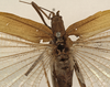 CollectionObject 1529742; a22641c3-3f9a-42f4-a003-9a1002a6bccd: female, dorsal view (syntype). (CollectionObject).