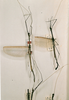 CollectionObject 1561861; 1e3de61b-25c8-40a7-b634-a1ccb2e9108c: copyright NHRS, Stockholm. male (syntypes). (CollectionObject).